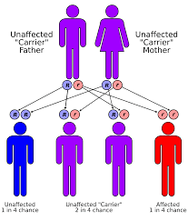 thalassemia3